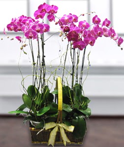4 dall� mor orkide  T�rkiye anneler g�n� �i�ek yolla 