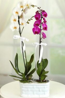 1 mor 1 dal beyaz thal orkide sepet ierisinde  Trkiye uluslararas iek gnderme 