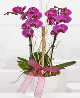 2 dall nmor orkide  Trkiye iek siparii vermek 