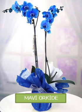 2 dall mavi orkide  Trkiye iek , ieki , iekilik 