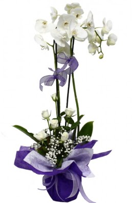 2 dall beyaz orkide 5 adet beyaz gl  Trkiye iek gnderme 
