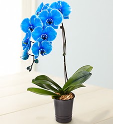 1 dall sper esiz mavi orkide  Trkiye uluslararas iek gnderme 