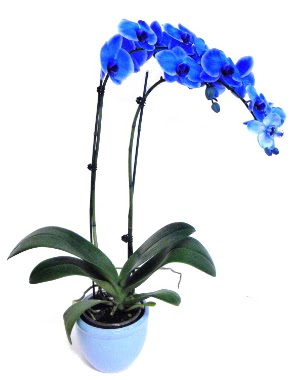 Seramikli 2 dall sper esiz mavi orkide  Trkiye cicekciler , cicek siparisi 