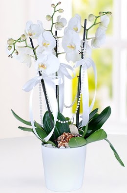3 dall beyaz orkide  Trkiye gvenli kaliteli hzl iek  