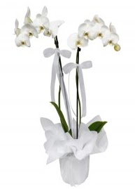 2 dall beyaz orkide  Trkiye anneler gn iek yolla 