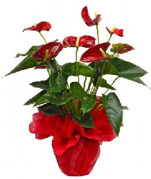 Antorium saks� �i�e�i  T�rkiye �i�ek g�nderme 