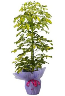 Schefflera Tekli �� mnekan saks� �i�e�i  T�rkiye �i�ek g�nderme 