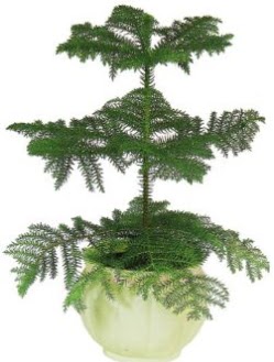 Araucaria Heterophylla i� mekan saks�  T�rkiye uluslararas� �i�ek g�nderme 