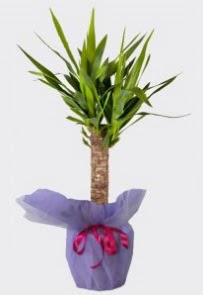 Yucca Tekli i� mekan saks� bitkisi  T�rkiye ucuz �i�ek g�nder 