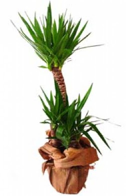 2 li yucca saks� �i�e�i  T�rkiye uluslararas� �i�ek g�nderme 