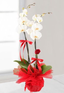 2 dall beyaz orkide ve 1 adet krmz gl  Trkiye iek siparii vermek  
