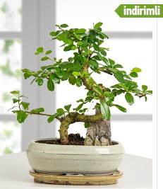 S eklinde ithal gerek bonsai japon aac  Trkiye iek sat 