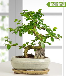 S �eklinde ithal ger�ek bonsai japon a�ac�  T�rkiye �i�ek sat��� 