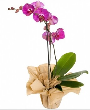 Tek dal mor orkide  Trkiye kaliteli taze ve ucuz iekler 