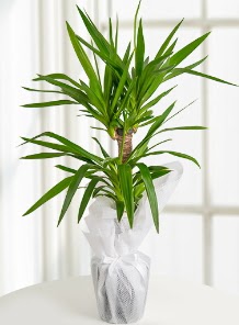 2 li yucca saks� i� mekan bitkisi  T�rkiye �i�ek yolla , �i�ek g�nder , �i�ek�i  