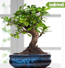 Bonsai japon a�ac�  T�rkiye �i�ek yolla , �i�ek g�nder , �i�ek�i  
