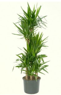 7 li yucca saks� bitkisi  T�rkiye cicekciler , cicek siparisi 