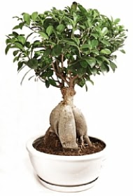 Bonsai japon a�ac� yaprak d�kmeyen  T�rkiye g�venli kaliteli h�zl� �i�ek 