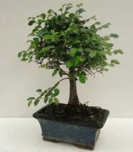 Bonsai saks� bitkisi japon a�ac�  T�rkiye �i�ek sipari�i vermek 