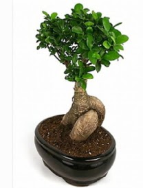 Bonsai saks� bitkisi japon a�ac�  T�rkiye �i�ek�i telefonlar� 