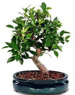 5 ya��nda japon a�ac� bonsai bitkisi  T�rkiye �i�ek sipari�i vermek 