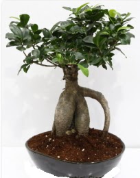5 ya��nda japon a�ac� bonsai bitkisi  T�rkiye �i�ek sat��� 