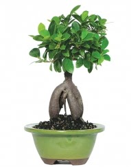 5 ya��nda japon a�ac� bonsai bitkisi  T�rkiye �i�ek sipari�i sitesi 