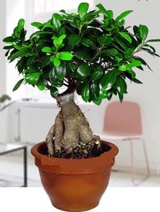 5 ya��nda japon a�ac� bonsai bitkisi  T�rkiye �i�ek�i ma�azas� 