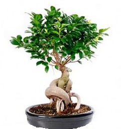Bonsai Japon a�ac� saks� bitkisi  T�rkiye internetten �i�ek sipari�i 