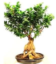 Bonsai Japon a�ac� saks� bitkisi  T�rkiye �i�ek�i telefonlar� 