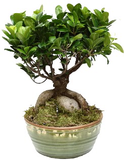 Japon aac bonsai saks bitkisi  Trkiye iek maazas , ieki adresleri 