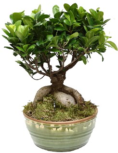 Japon a�ac� bonsai saks� bitkisi  T�rkiye �i�ek ma�azas� , �i�ek�i adresleri 