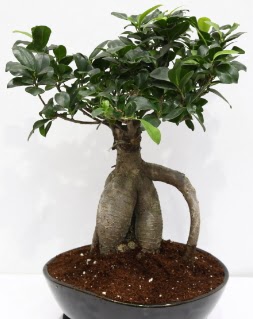 Japon aac bonsai saks bitkisi  Trkiye gvenli kaliteli hzl iek 