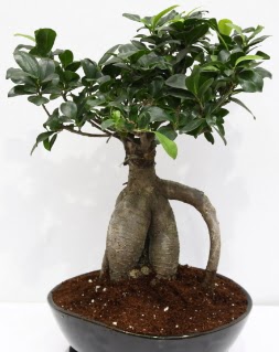 Japon a�ac� bonsai saks� bitkisi  T�rkiye g�venli kaliteli h�zl� �i�ek 