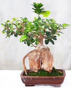 Japon a�ac� bonsai saks� bitkisi  T�rkiye �i�ek g�nderme sitemiz g�venlidir 