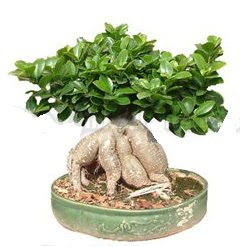Japon a�ac� bonsai saks� bitkisi  T�rkiye yurti�i ve yurtd��� �i�ek sipari�i 