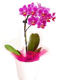 Tek dall mor orkide  Trkiye online ieki , iek siparii  