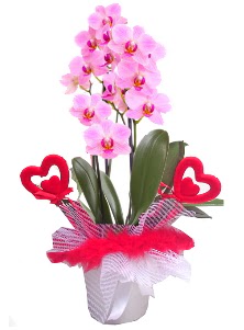 2 dall� mor orkide 2 kalp �ubuk  T�rkiye �i�ek yolla 