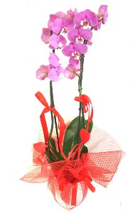2 dall� mor orkide bitkisi  T�rkiye �i�ek yolla , �i�ek g�nder , �i�ek�i  
