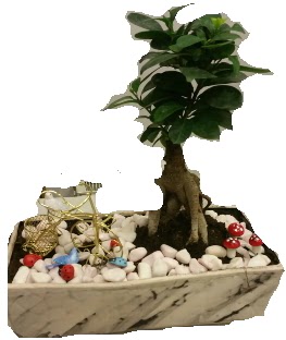 Japon a�ac� bonsai sat���  T�rkiye �i�ek sipari�i vermek 