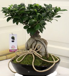 Japon a�ac� bonsai sat���  T�rkiye cicekciler , cicek siparisi 