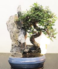 Japon aac bonsai saks bitkisi sat  Trkiye iek sat 