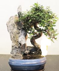 Japon a�ac� bonsai saks� bitkisi sat���  T�rkiye �i�ek sat��� 