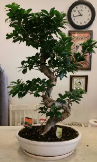 100 cm yksekliinde dev bonsai japon aac  Trkiye iek maazas , ieki adresleri 