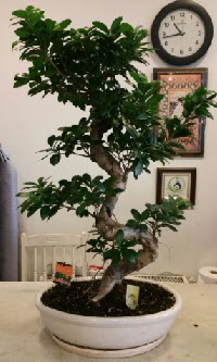100 cm y�ksekli�inde dev bonsai japon a�ac�  T�rkiye �i�ek ma�azas� , �i�ek�i adresleri 