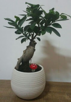 Bonsai japon a�ac� saks� �i�e�i  T�rkiye kaliteli taze ve ucuz �i�ekler 