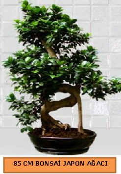 85 CM Japon a�ac� Bonsai saks� bitkisi  T�rkiye �i�ek g�nderme sitemiz g�venlidir 
