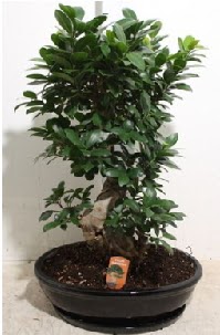 75 CM Ginseng bonsai Japon aac  Trkiye iek yolla 