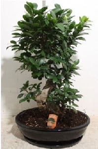 75 CM Ginseng bonsai Japon a�ac�  T�rkiye �i�ek yolla 