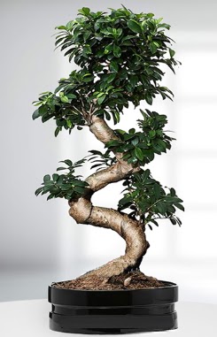 90 CM Japon A�ac� Bonsai saks� �i�e�i  T�rkiye anneler g�n� �i�ek yolla 